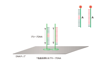 DNAチップ遺伝子解析システム 東洋鋼鈑株式会社