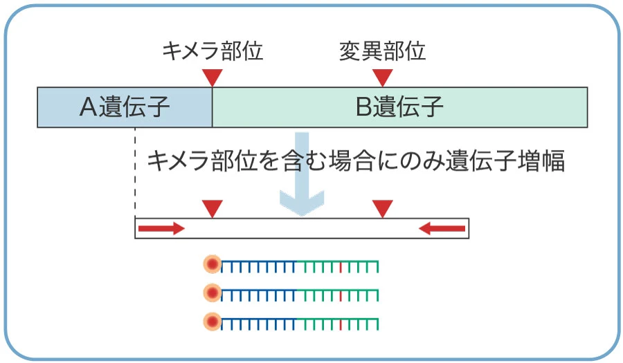 キメラ遺伝子検査