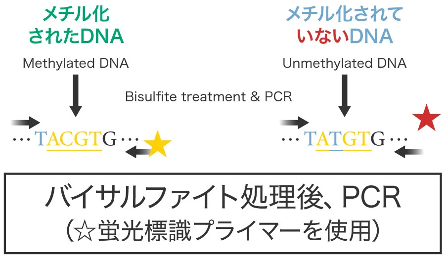 DNAメチル化遺伝子検査