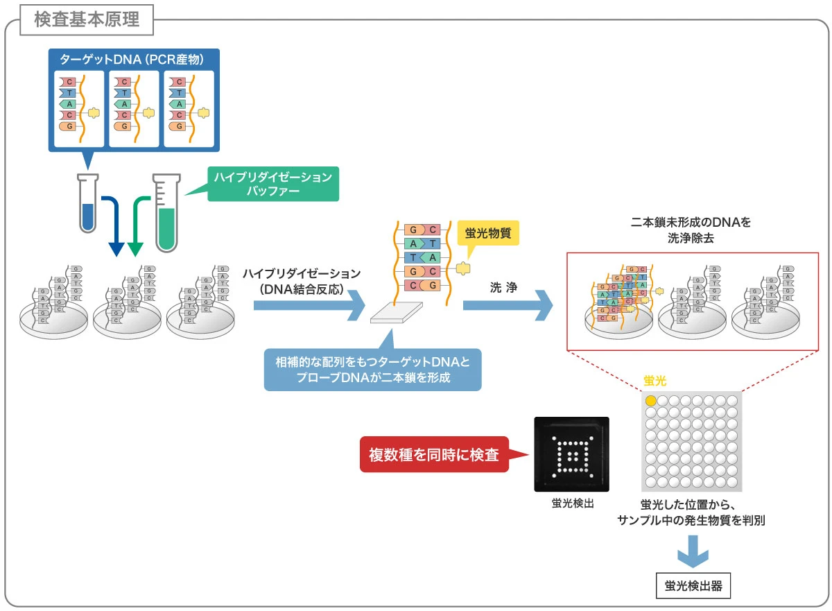 DNAチップ遺伝子解析システム：特徴