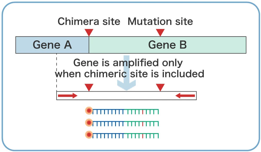 Chimera gene test