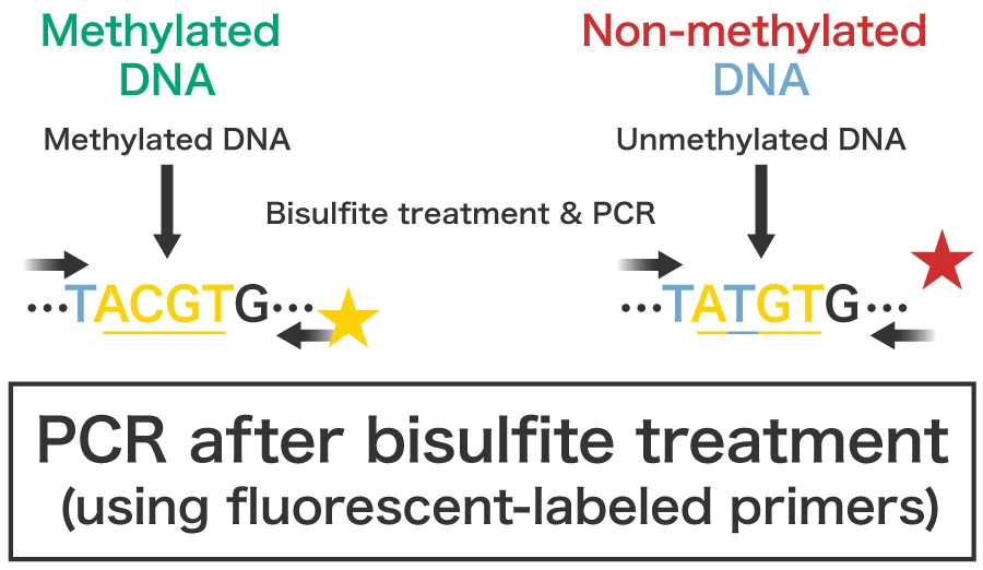 DNA methylation genetic test